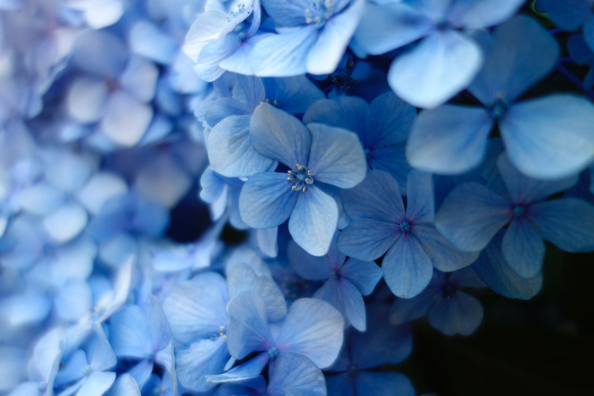 Blue Monday (Image of Blue Flowers)